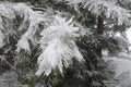 Needles of pine covered with snow Royalty Free Stock Photo
