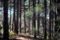 Needles Of Pine Highlighted Of A Ray Of Light