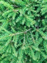 Needles of pine tree close-up.