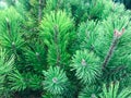 Needles of pine tree close-up.