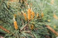 Needles of a pine tree (Pinus sylvestris)