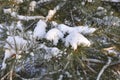 Moscow, the snow on the pines, winter.