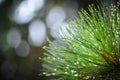 Needles on pinetree branch background Royalty Free Stock Photo