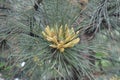 Needles and pollen cones of Pinus sylvestris Royalty Free Stock Photo