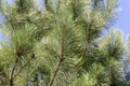 Needles of a red pine, Pinus resinosa Royalty Free Stock Photo