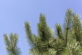 Needles of a red pine, Pinus resinosa Royalty Free Stock Photo