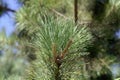 Needles of a red pine, Pinus resinosa Royalty Free Stock Photo