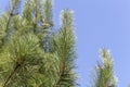 Needles of a red pine, Pinus resinosa Royalty Free Stock Photo