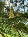 needles, Siberia, pine cone, pine, nature, greenery, beautiful Royalty Free Stock Photo