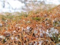 Needles and snow larch needles beautiful needles needles in spring nature in spring in Buryatiareal nature