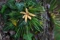 Needles and spring flowers of coniferous tree Japanese Red Pine, also known as Korean Red Pine Royalty Free Stock Photo