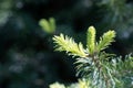 Needles of a subalpine fir, Abies lasiocarpa Royalty Free Stock Photo