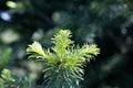 Needles of a subalpine fir, Abies lasiocarpa Royalty Free Stock Photo