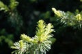 Needles of a subalpine fir, Abies lasiocarpa Royalty Free Stock Photo
