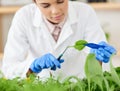 This needs a trim before I can do some testing. Shot of a young scientist working with plant samples in a lab.