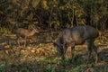 Neelgai/Blue bull. Male and female.Tadoba Chadrapur near Nagpur