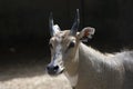 Neelgai or Bluebull Boselaphus tragocamelus Closeup Shot