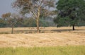 Neelgai or Bluebull Boselaphus tragocamelus Straying the Wheat Crop Field