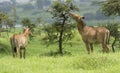 Neelgai Bluebull in the Grassland