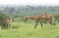 Neelgai Bluebull in the Grassland