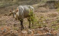 Neelgai