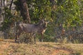 Neelgai female with calf, Bandhavgarh Tiger Reserve, Madhya Pradesh, India