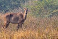 A Neelgai in a forest