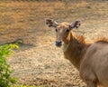 A neelgai looking back to the camera