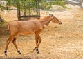 Neelgai moving in a field