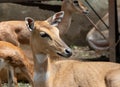 Neelgai or nilgai Boselaphus tragocamelus Female resting