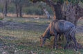 Neelgai in ranthambore