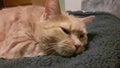 Neelix Red Cat Sleepy Time