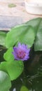 Neelkamal(Blue Waterlily) in water with leaves looks beautiful Royalty Free Stock Photo