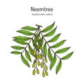 Neem Azadirachta indica , or Indian lilac, medicinal plant