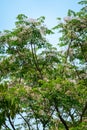 Neem in bloom in April