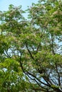 Neem in bloom in April