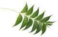 Neem branch with leaves Royalty Free Stock Photo
