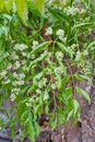 Neem elaves and flowers