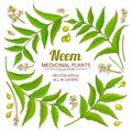 Neem elements vector set