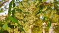 White blossoming flowers of Neem tree Azadirachta indica with blue sky background Royalty Free Stock Photo