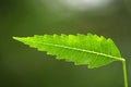 Neem leaf Royalty Free Stock Photo