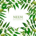 Neem leaf branch boxing frame, flowers and pods. Ayurveda Herb template