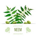 Neem leaf branch, flowers and pods. Ayurveda Herb template. Used for eye disorders, stomach upset