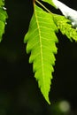 Neem leaf Royalty Free Stock Photo