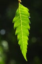 Neem leaf Royalty Free Stock Photo