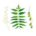 Neem leaf, fruits and flowers. Ayurveda Herb. used for eye disorders, stomach upset, loss of appetite, skin ulcers,