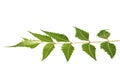 Neem leaf isolated Royalty Free Stock Photo