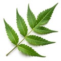 Neem Leaf Isolated on White Background Royalty Free Stock Photo