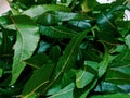 Neem leaf is used for leprosy, eye disorders, bloody nose,