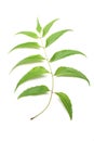 Neem leaves Royalty Free Stock Photo